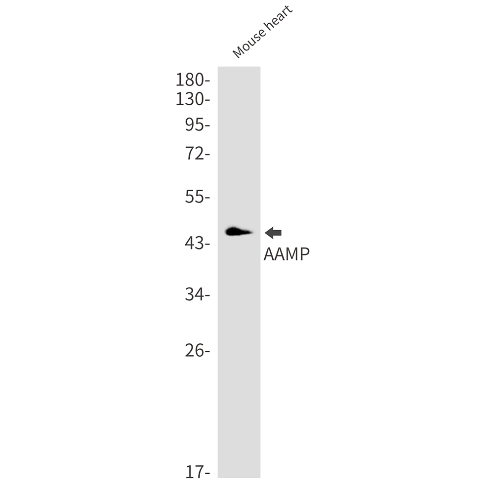 AAMP Rabbit mAb